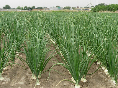 Walla Walla Sweet Onions 2026