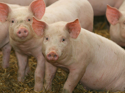 Swine Industry Seeks More Focused Health Research