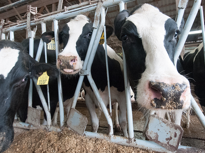 Dairy Groups Back U.S. Pressure On Canada