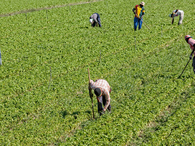 Ground Beef Import Proclamation Signed by POTUS, H-2A Worker Wage Rate Verdict