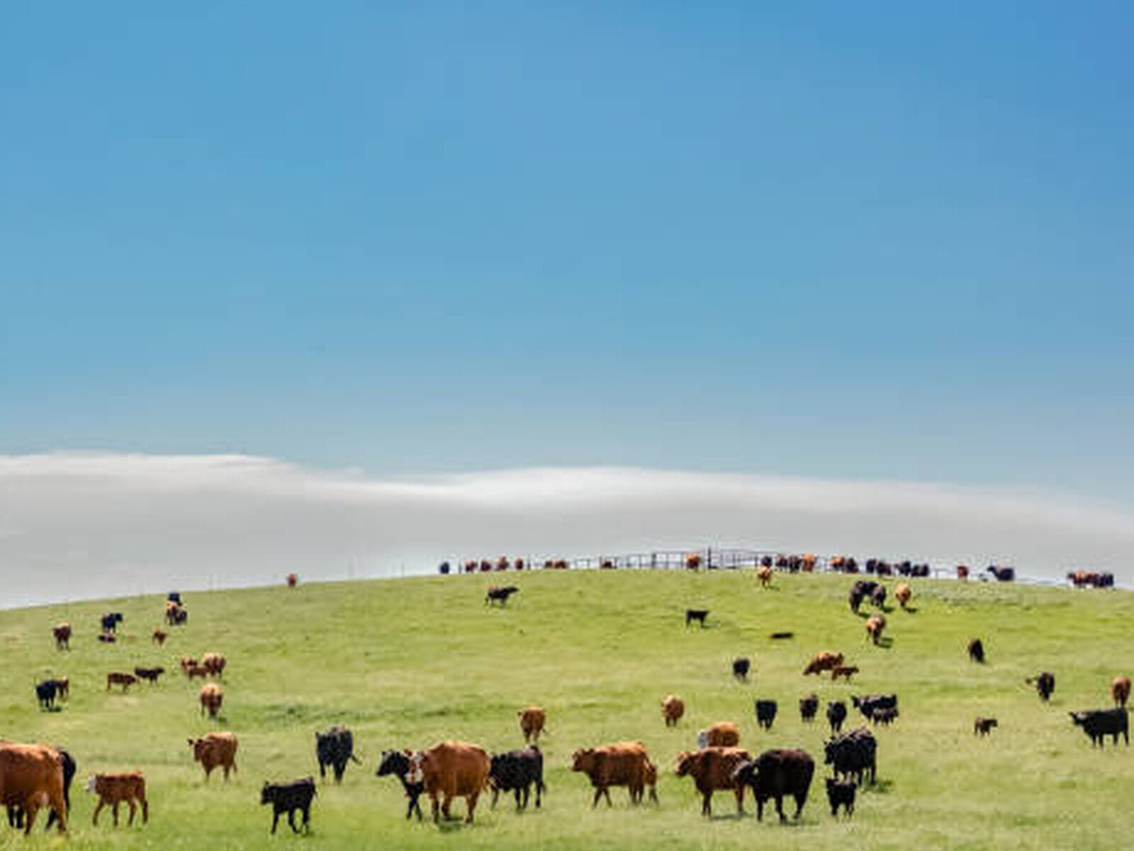 Rebuilding the U.S. Herds