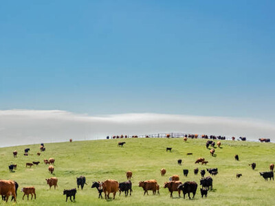 Rebuilding the U.S. Herds