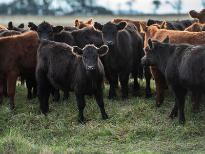 Cattle Industry Stability Concerns, Corn for Use in Ethanal Increases