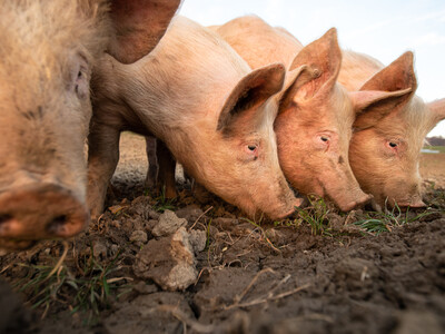 Cover Crops on the Rise in the US, Domestic Horse NWS Positive