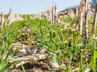 Cover Crops Survey Results, Cattle on Feed 1% Above a Year Ago