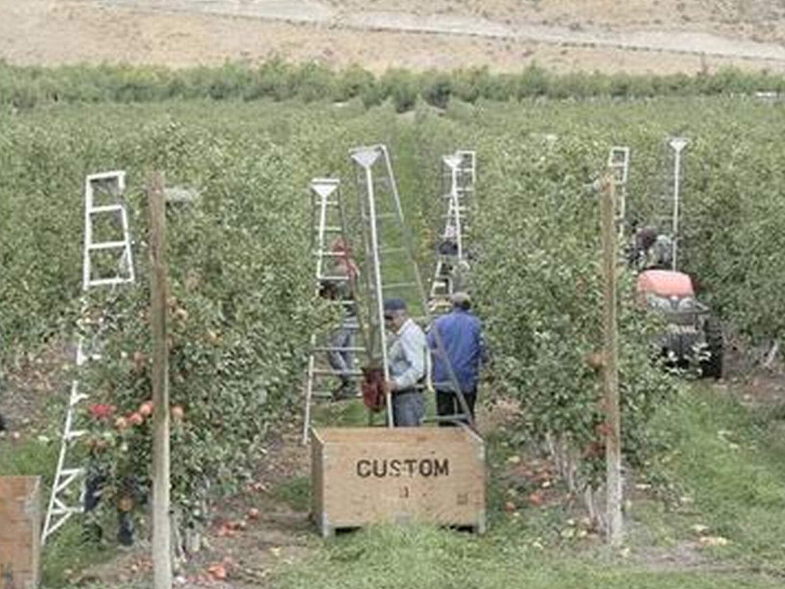 Need for More Guestworkers